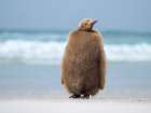 King penguin chick on beach in the Falkland Islands in the South Atlantic, Saunders Island. Art Print